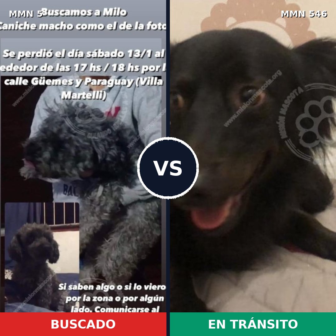 Comparativa MMS 371: mascota perdida y mascota encontrada, 56% de similitud