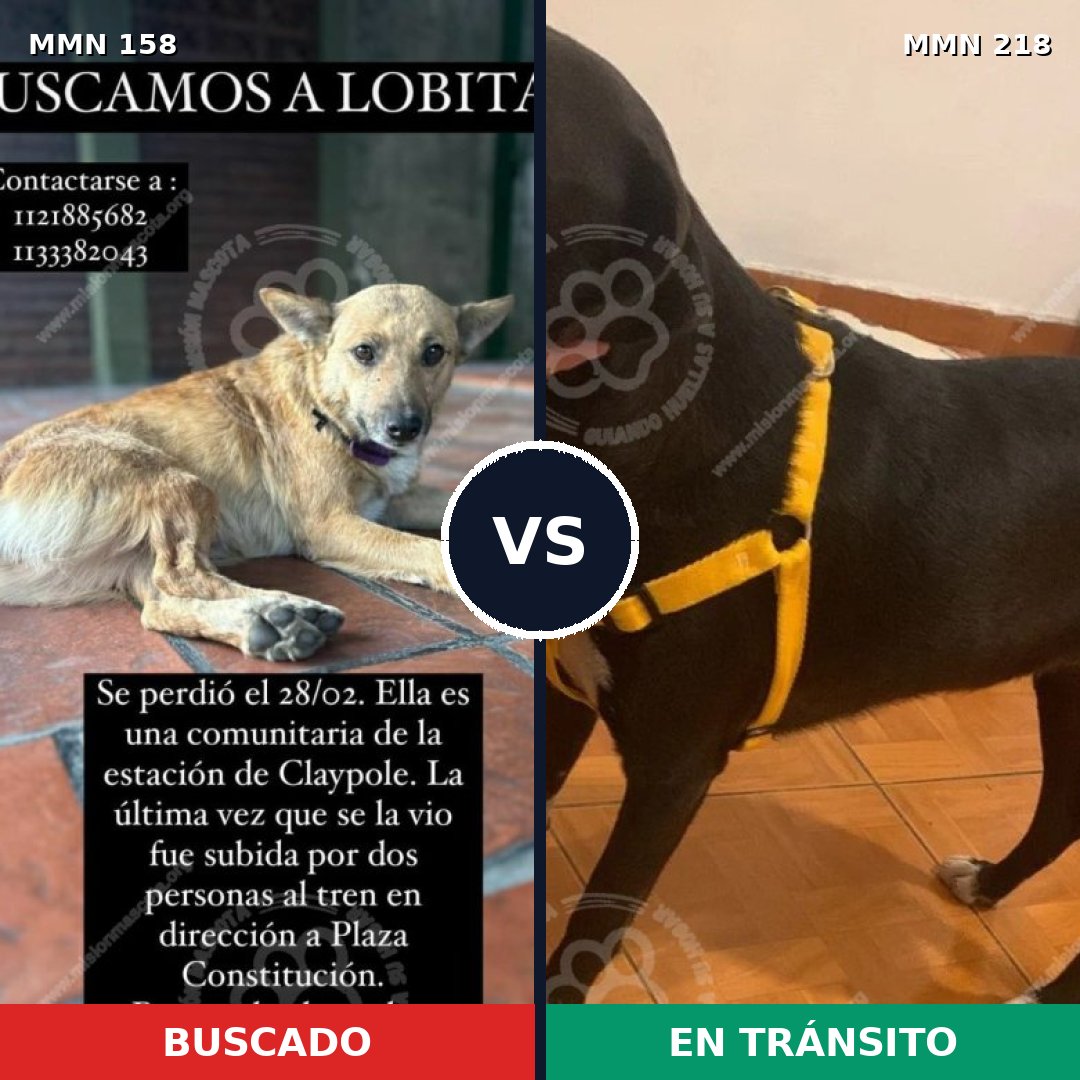 Comparativa MMS 3710: mascota perdida y mascota encontrada, 64% de similitud