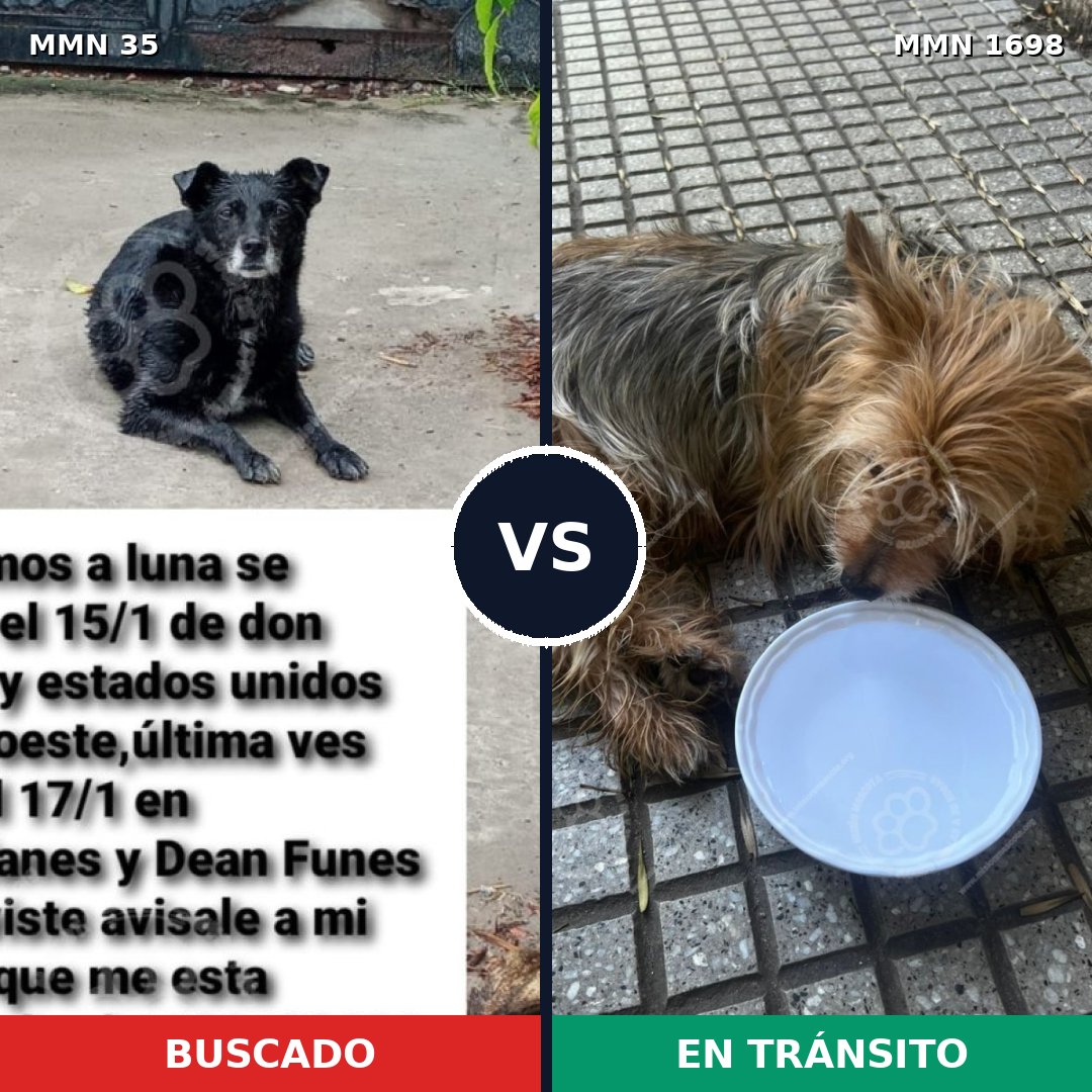 Comparativa MMS 37101: mascota perdida y mascota encontrada, 18% de similitud
