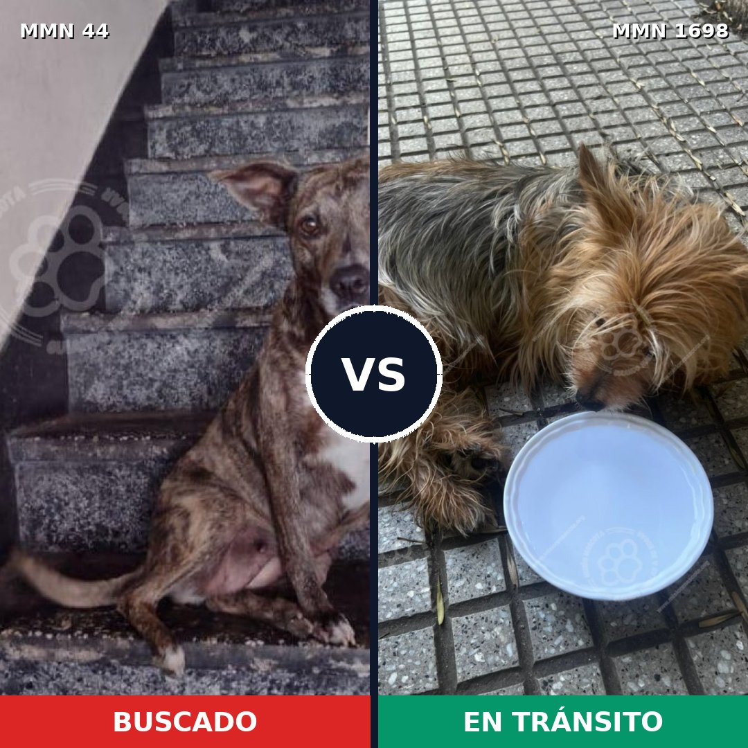 Comparativa MMS 37102: mascota perdida y mascota encontrada, 18% de similitud