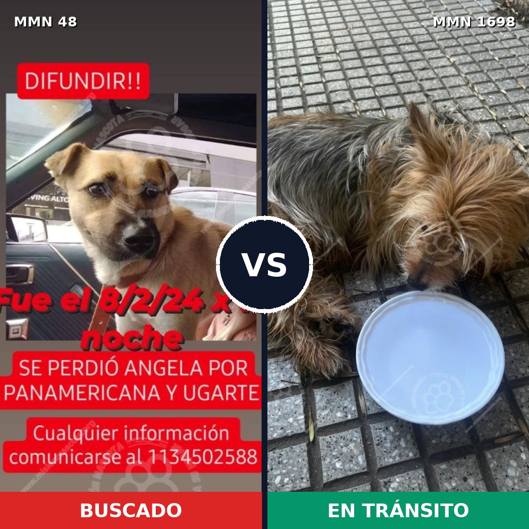 Comparativa MMS 37103: mascota perdida y mascota encontrada, 39% de similitud