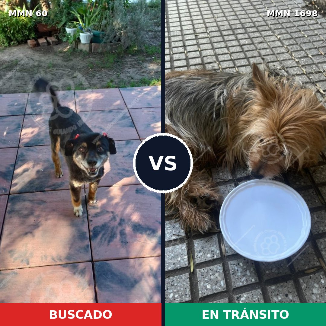 Comparativa MMS 37104: mascota perdida y mascota encontrada, 38% de similitud