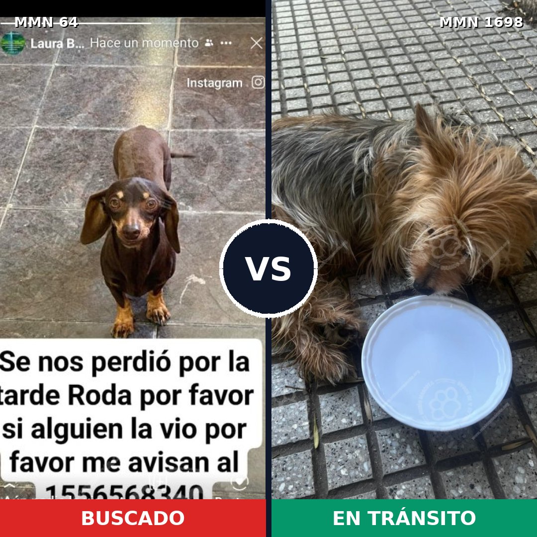 Comparativa MMS 37105: mascota perdida y mascota encontrada, 44% de similitud