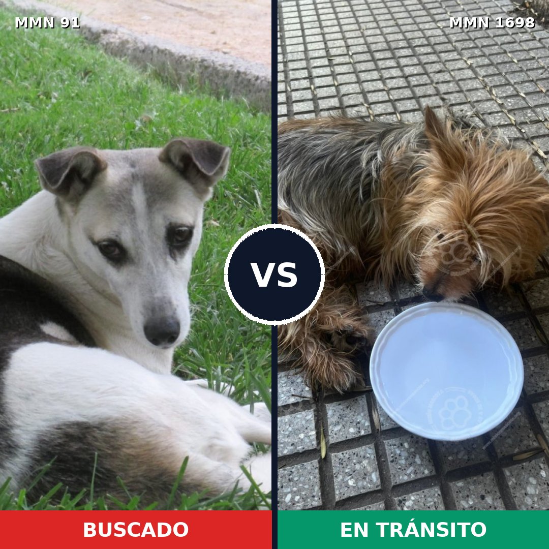 Comparativa MMS 37106: mascota perdida y mascota encontrada, 40% de similitud