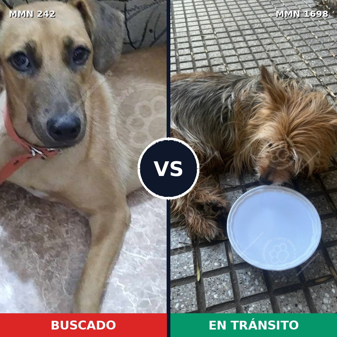 Comparativa MMS 37107: mascota perdida y mascota encontrada, 38% de similitud
