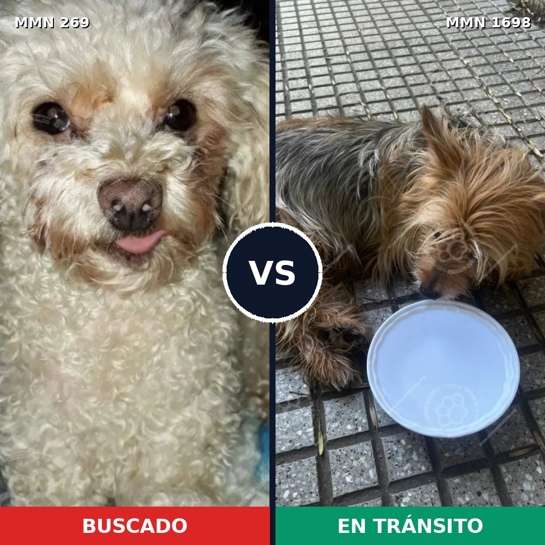 Comparativa MMS 37108: mascota perdida y mascota encontrada, 35% de similitud