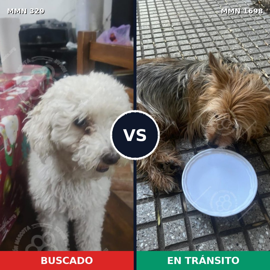 Comparativa MMS 37109: mascota perdida y mascota encontrada, 42% de similitud