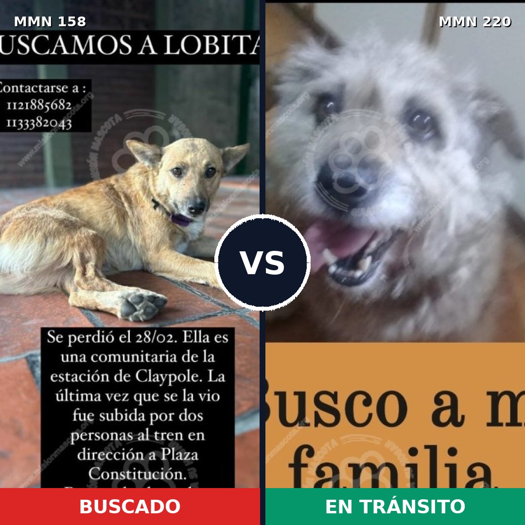 Comparativa MMS 3711: mascota perdida y mascota encontrada, 68% de similitud