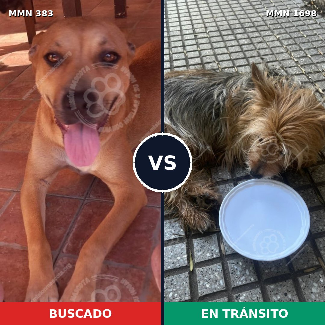 Comparativa MMS 37110: mascota perdida y mascota encontrada, 40% de similitud