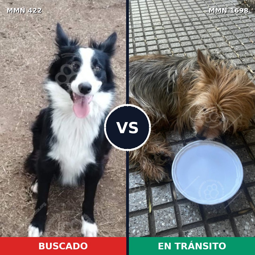 Comparativa MMS 37112: mascota perdida y mascota encontrada, 30% de similitud
