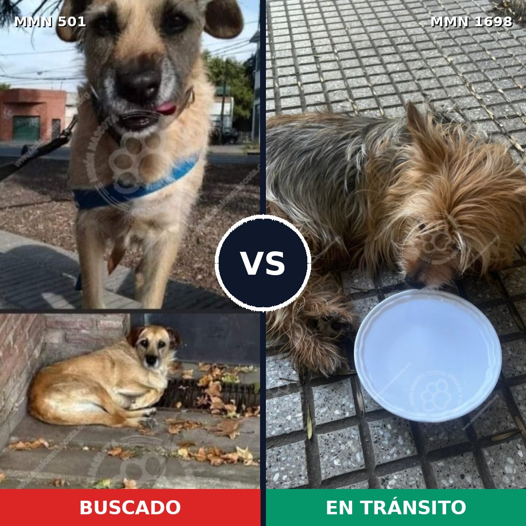 Comparativa MMS 37114: mascota perdida y mascota encontrada, 33% de similitud