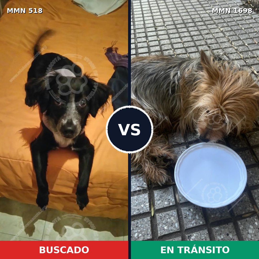 Comparativa MMS 37115: mascota perdida y mascota encontrada, 42% de similitud