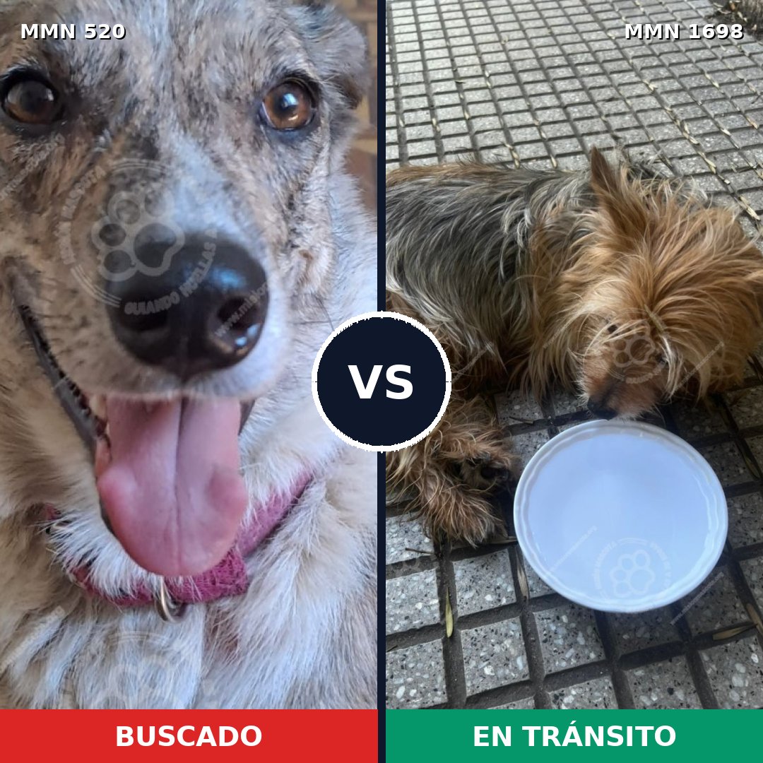 Comparativa MMS 37116: mascota perdida y mascota encontrada, 30% de similitud