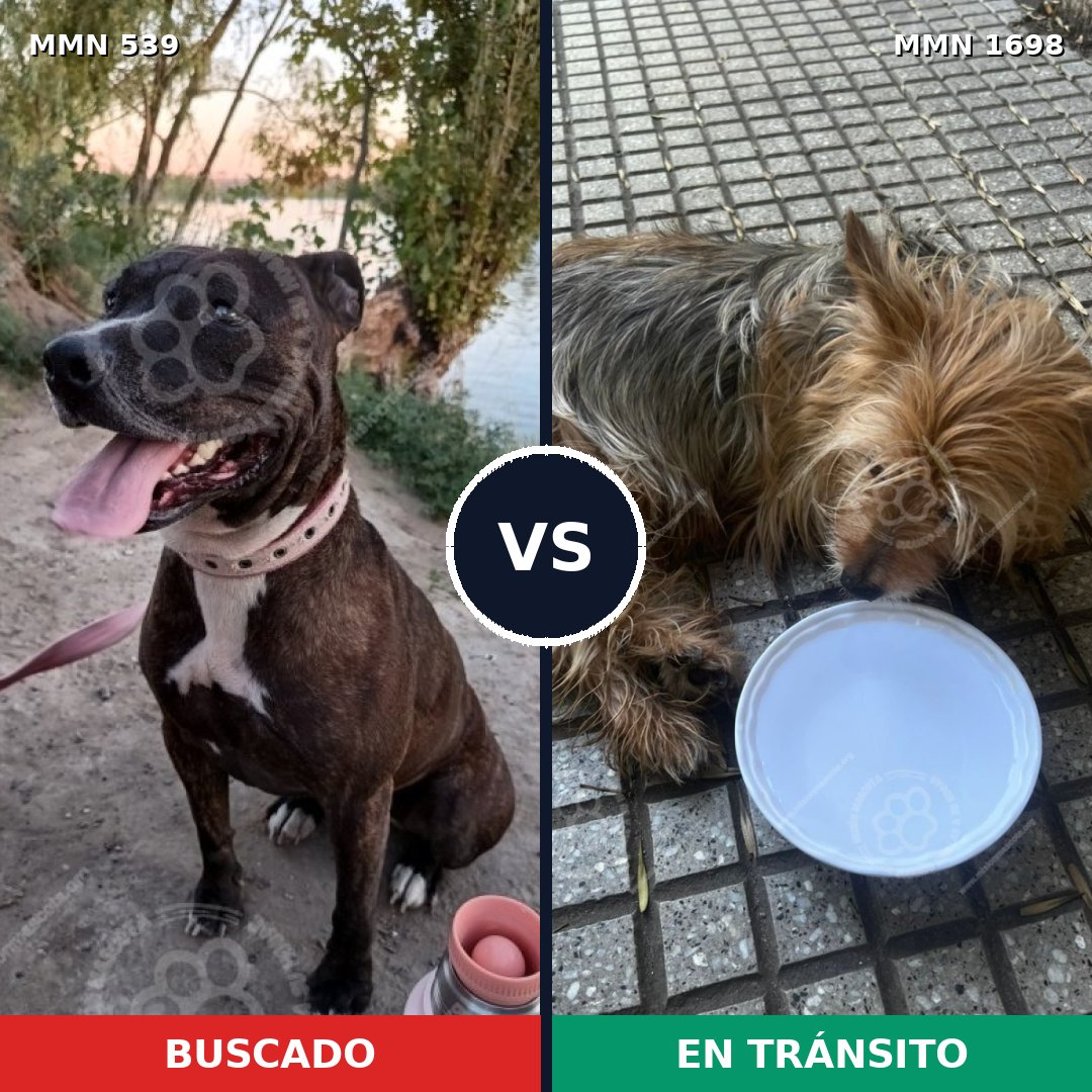 Comparativa MMS 37117: mascota perdida y mascota encontrada, 24% de similitud