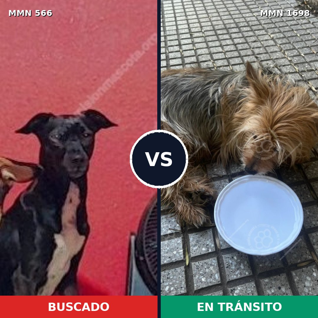 Comparativa MMS 37118: mascota perdida y mascota encontrada, 36% de similitud