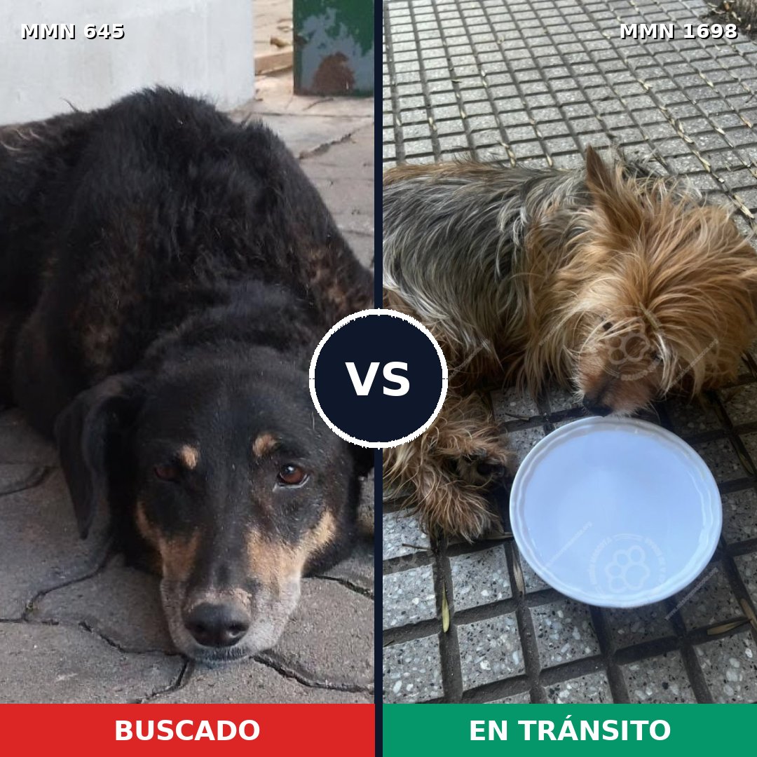 Comparativa MMS 37125: mascota perdida y mascota encontrada, 17% de similitud