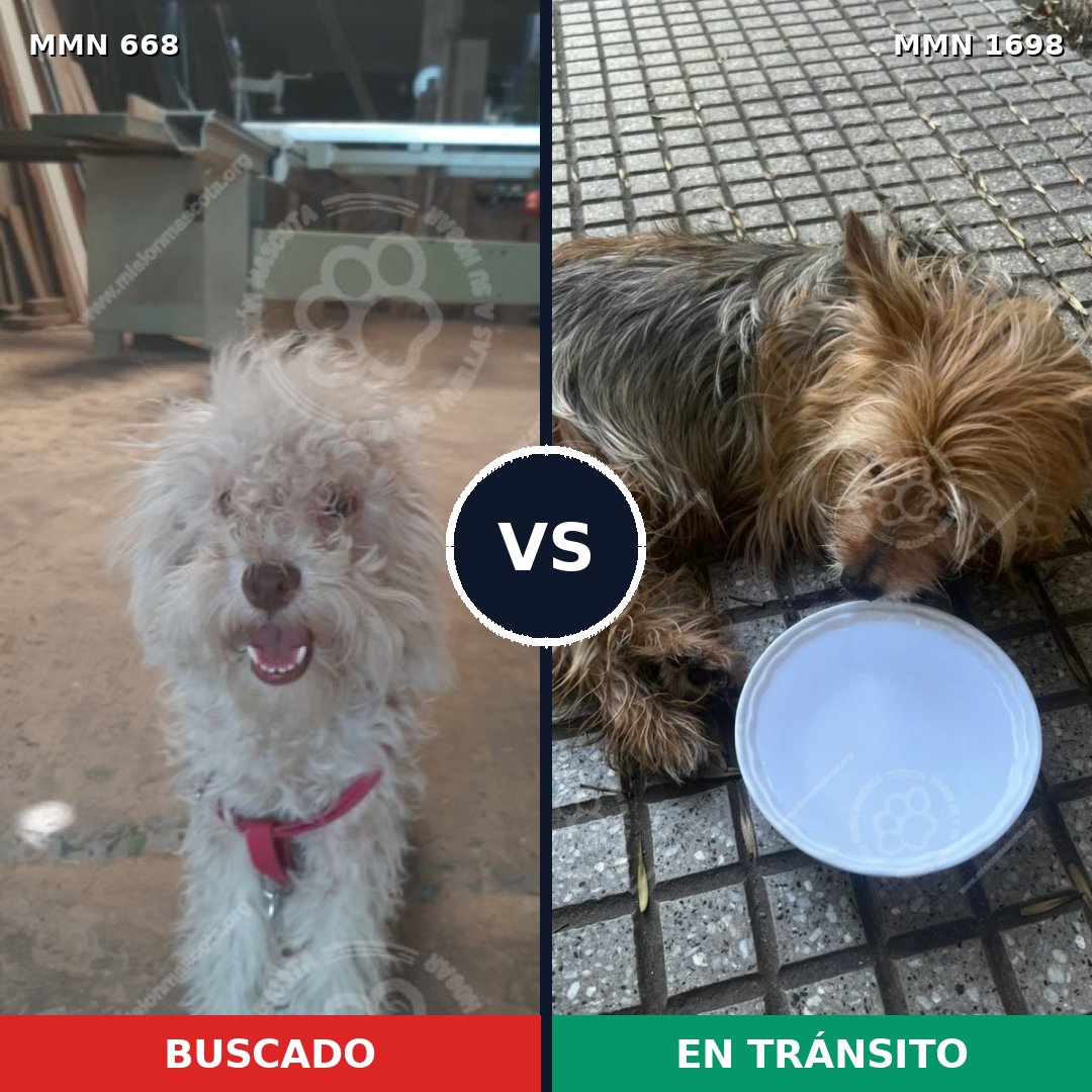 Comparativa MMS 37126: mascota perdida y mascota encontrada, 31% de similitud