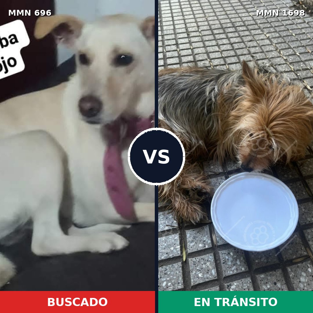 Comparativa MMS 37127: mascota perdida y mascota encontrada, 23% de similitud