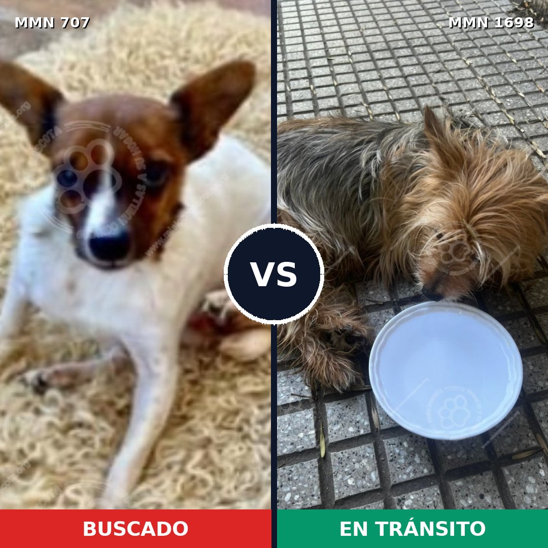Comparativa MMS 37128: mascota perdida y mascota encontrada, 30% de similitud