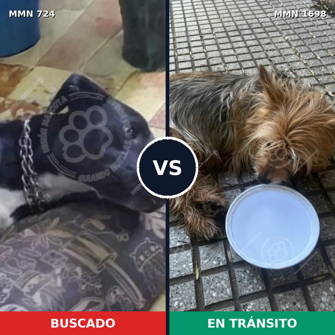 Comparativa MMS 37129: mascota perdida y mascota encontrada, 14% de similitud