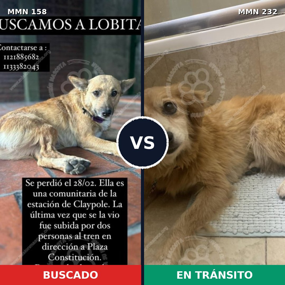 Comparativa MMS 3713: mascota perdida y mascota encontrada, 37% de similitud