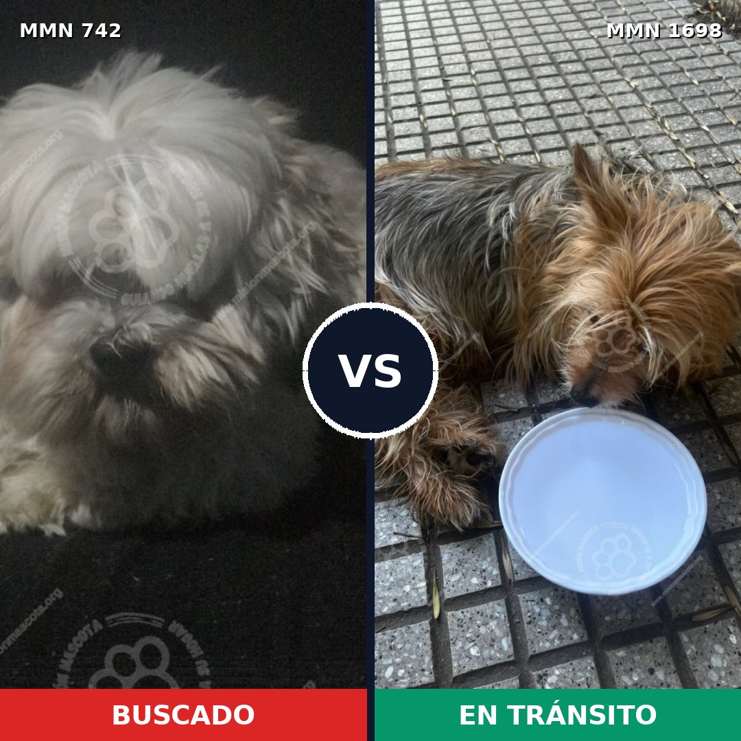 Comparativa MMS 37131: mascota perdida y mascota encontrada, 43% de similitud