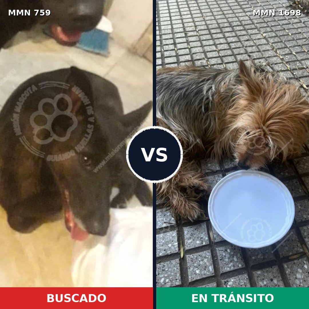 Comparativa MMS 37132: mascota perdida y mascota encontrada, 28% de similitud