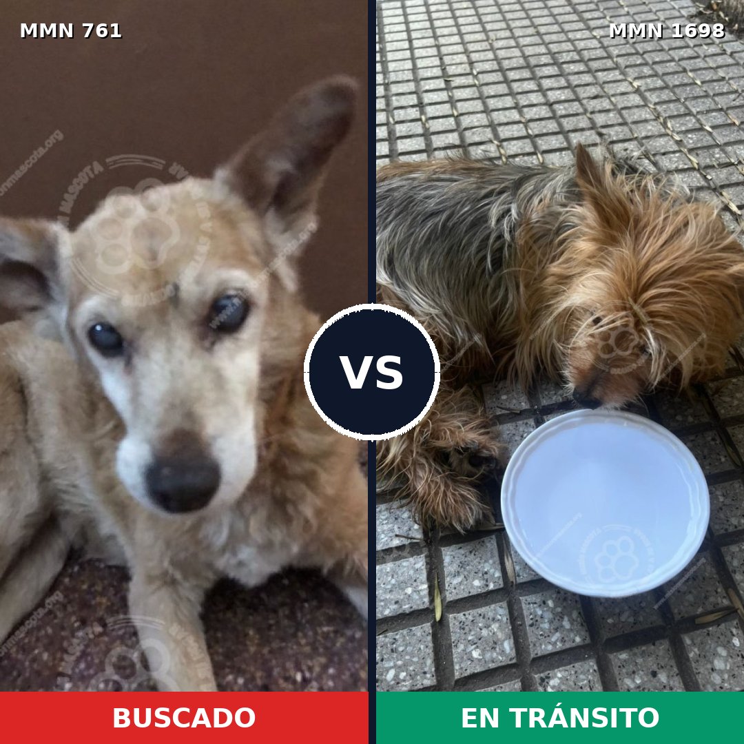 Comparativa MMS 37133: mascota perdida y mascota encontrada, 27% de similitud