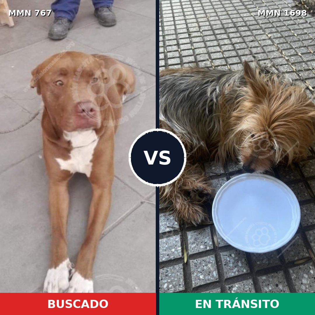 Comparativa MMS 37134: mascota perdida y mascota encontrada, 31% de similitud