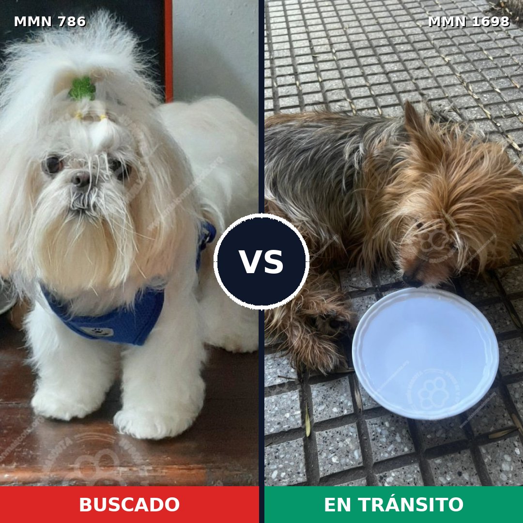 Comparativa MMS 37135: mascota perdida y mascota encontrada, 38% de similitud