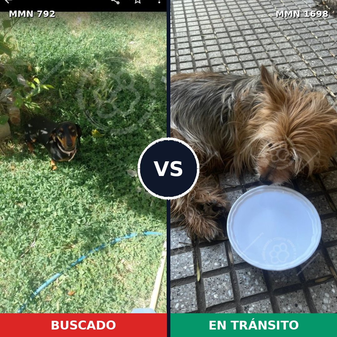 Comparativa MMS 37136: mascota perdida y mascota encontrada, 21% de similitud