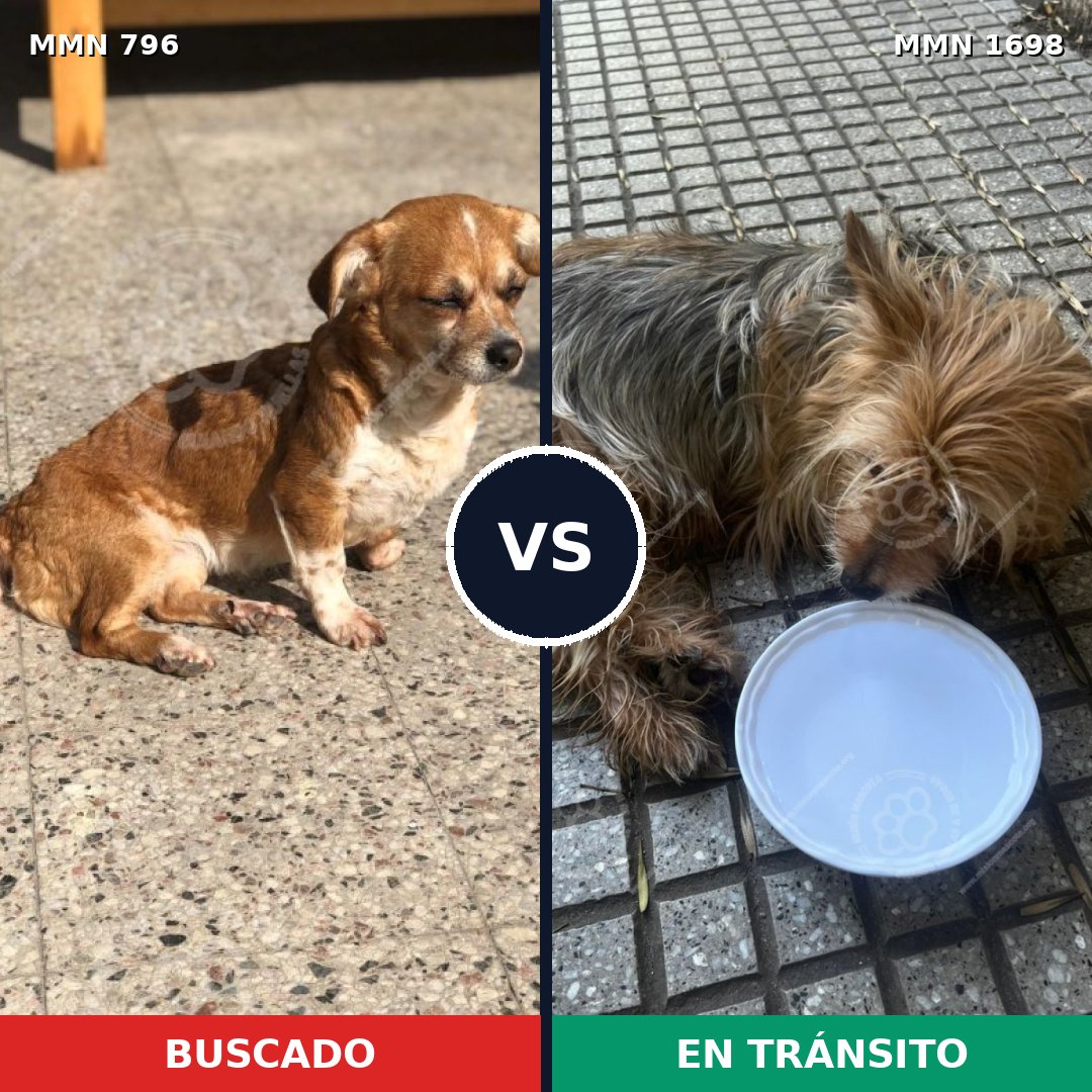 Comparativa MMS 37137: mascota perdida y mascota encontrada, 42% de similitud