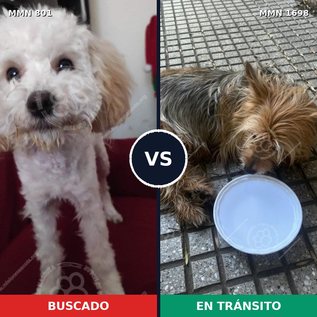 Comparativa MMS 37138: mascota perdida y mascota encontrada, 43% de similitud