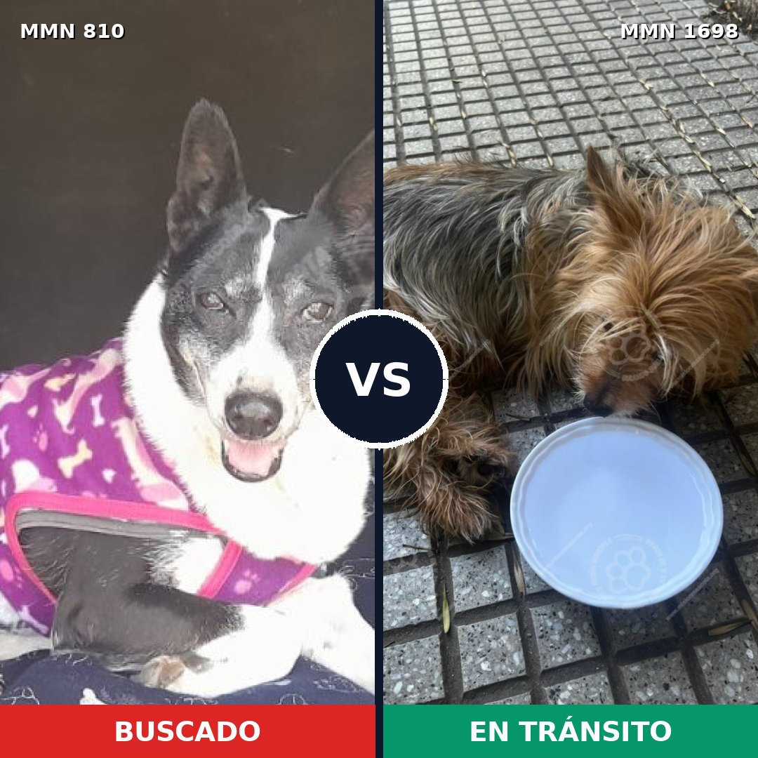 Comparativa MMS 37139: mascota perdida y mascota encontrada, 34% de similitud