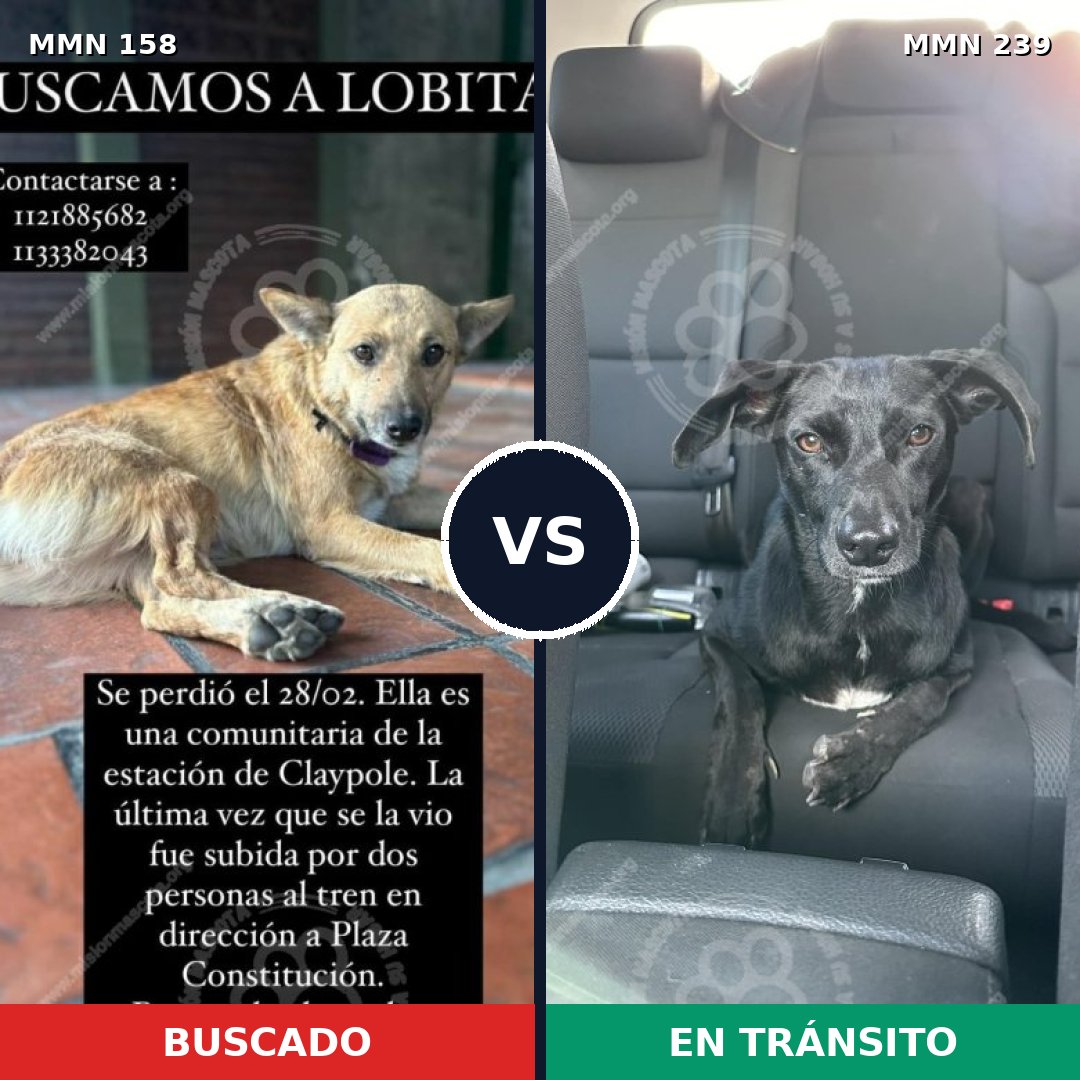 Comparativa MMS 3714: mascota perdida y mascota encontrada, 63% de similitud