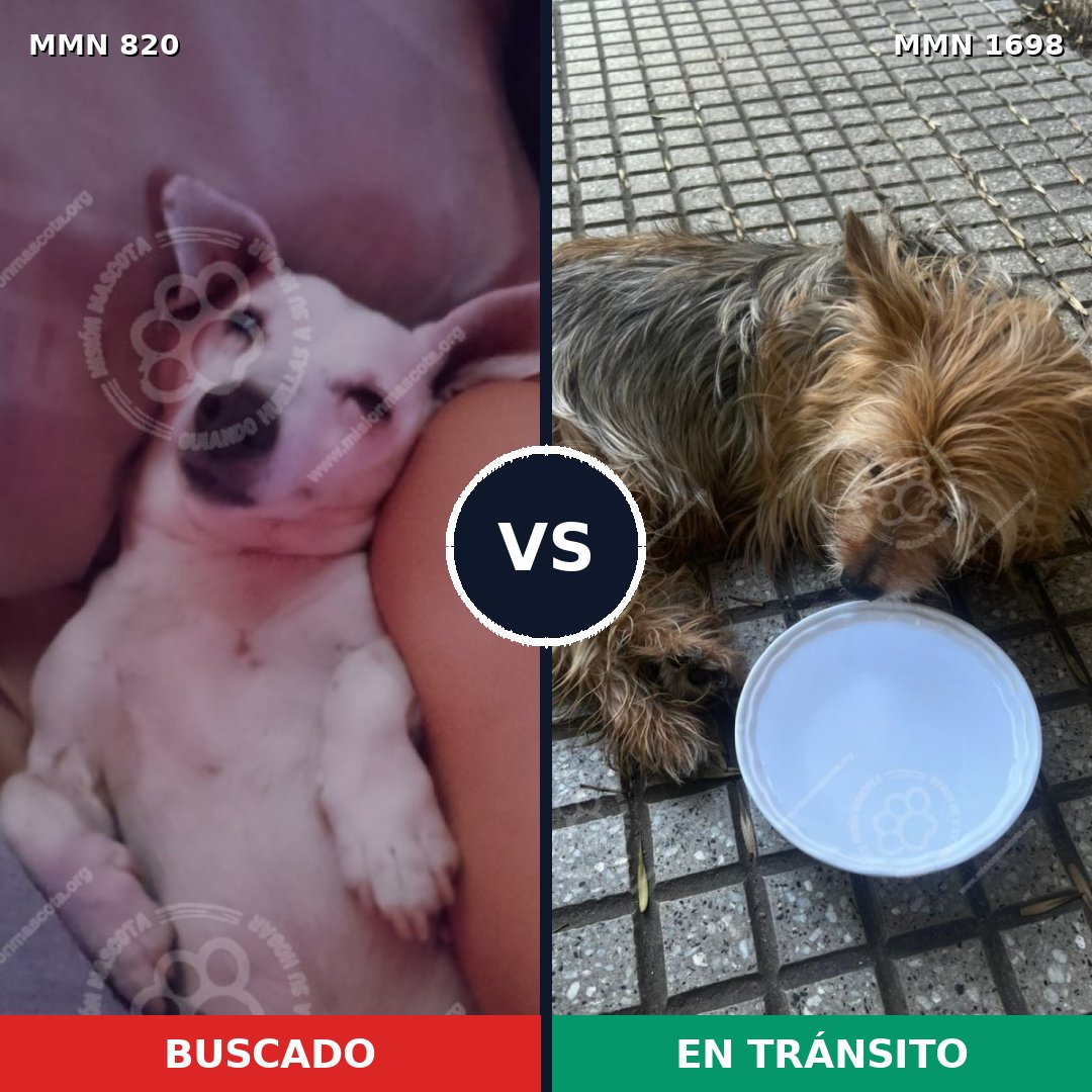 Comparativa MMS 37140: mascota perdida y mascota encontrada, 40% de similitud