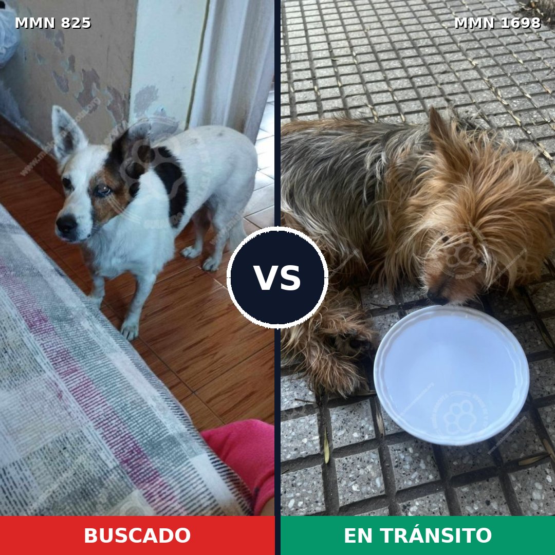 Comparativa MMS 37142: mascota perdida y mascota encontrada, 30% de similitud