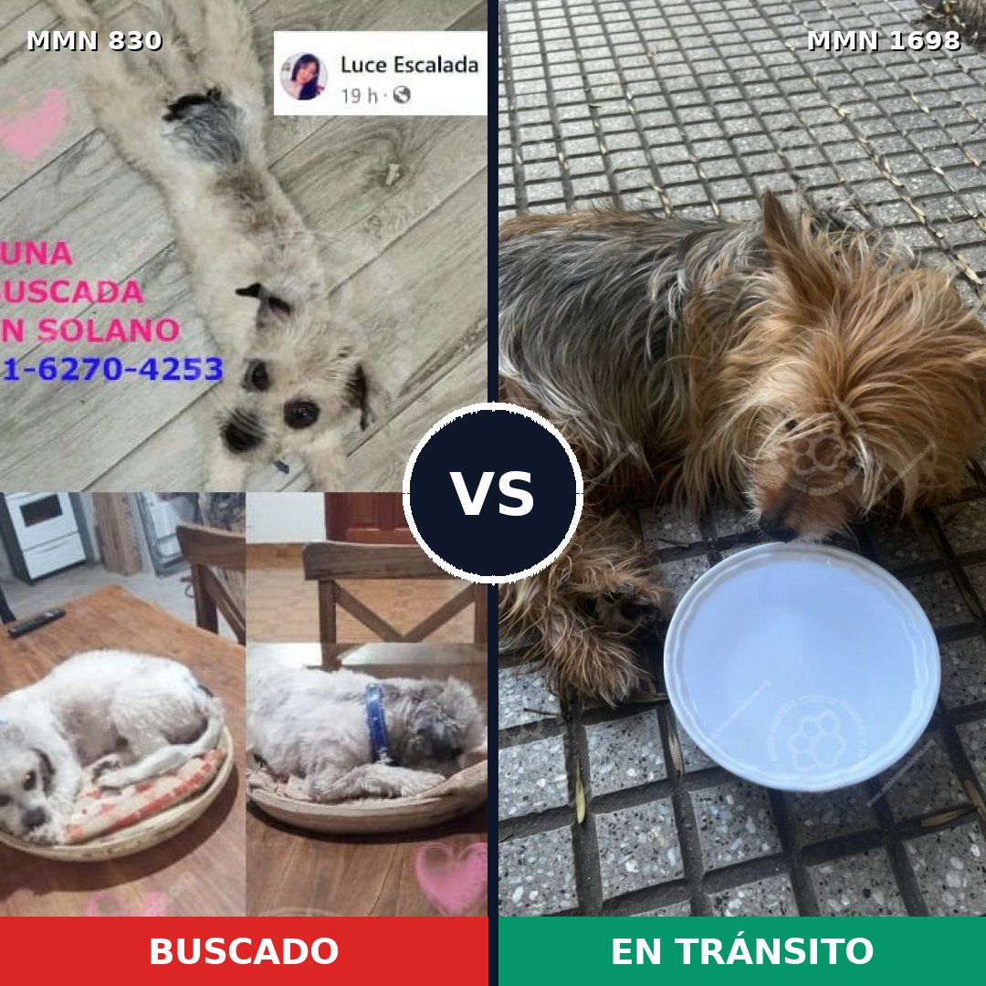 Comparativa MMS 37143: mascota perdida y mascota encontrada, 38% de similitud