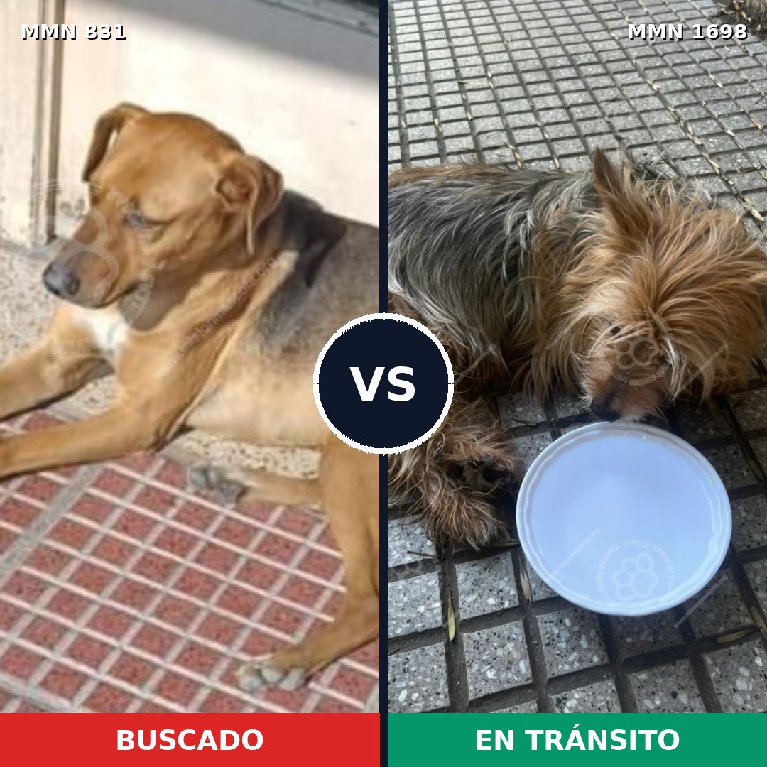Comparativa MMS 37144: mascota perdida y mascota encontrada, 33% de similitud