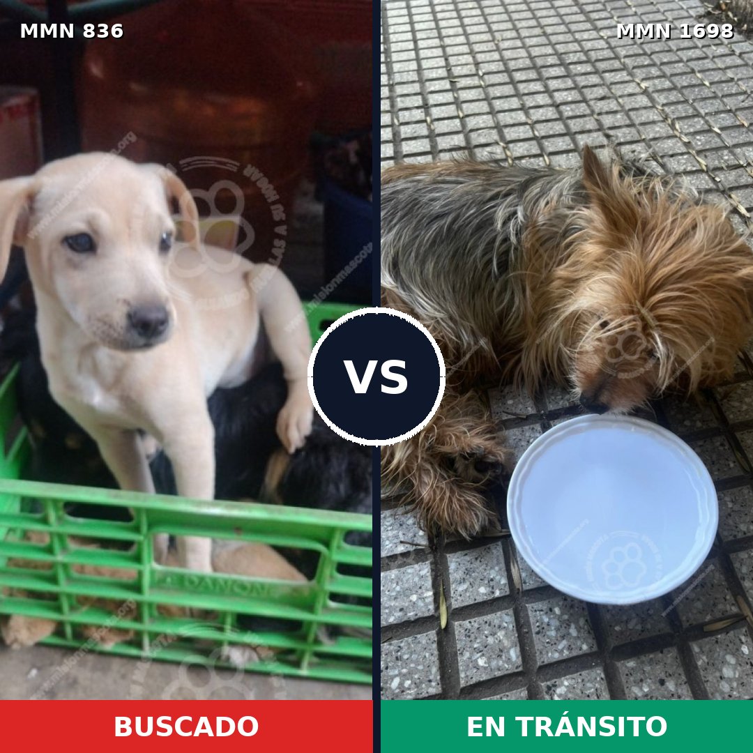 Comparativa MMS 37145: mascota perdida y mascota encontrada, 30% de similitud