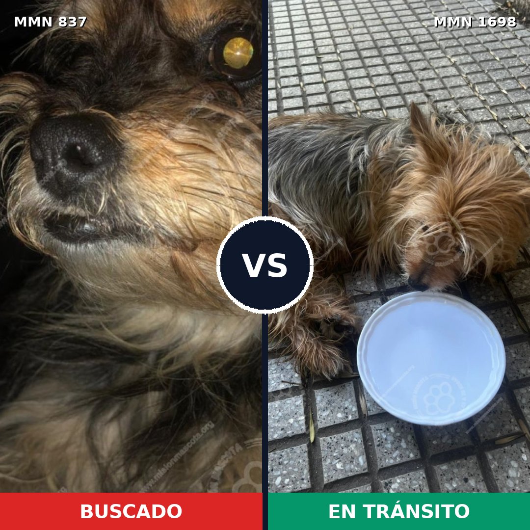 Comparativa MMS 37146: mascota perdida y mascota encontrada, 49% de similitud