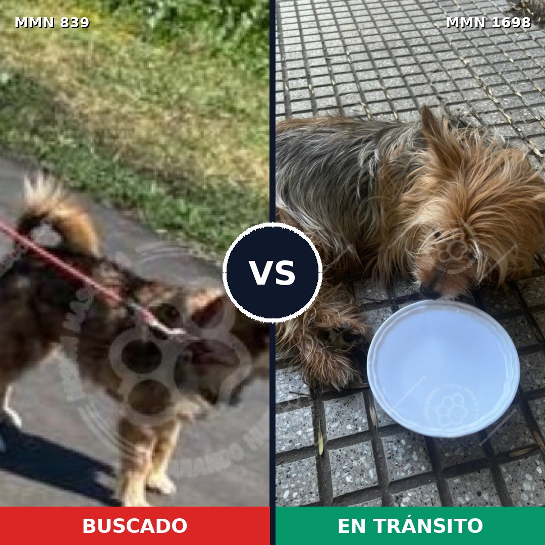 Comparativa MMS 37147: mascota perdida y mascota encontrada, 41% de similitud