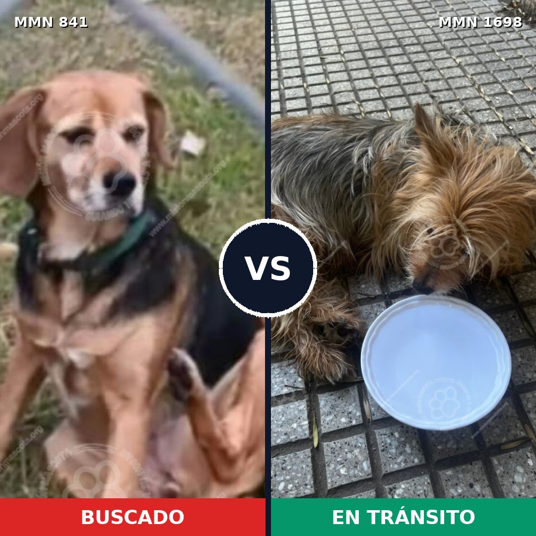 Comparativa MMS 37148: mascota perdida y mascota encontrada, 28% de similitud
