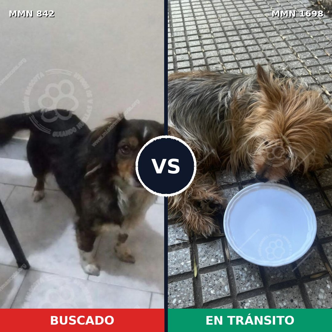 Comparativa MMS 37149: mascota perdida y mascota encontrada, 40% de similitud