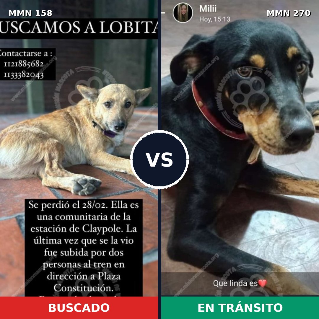 Comparativa MMS 3715: mascota perdida y mascota encontrada, 57% de similitud