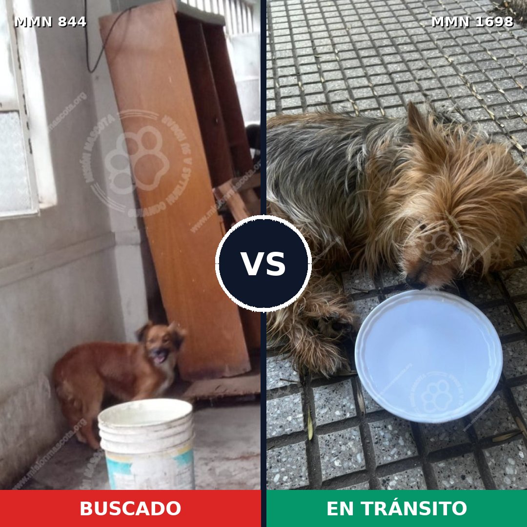 Comparativa MMS 37150: mascota perdida y mascota encontrada, 34% de similitud