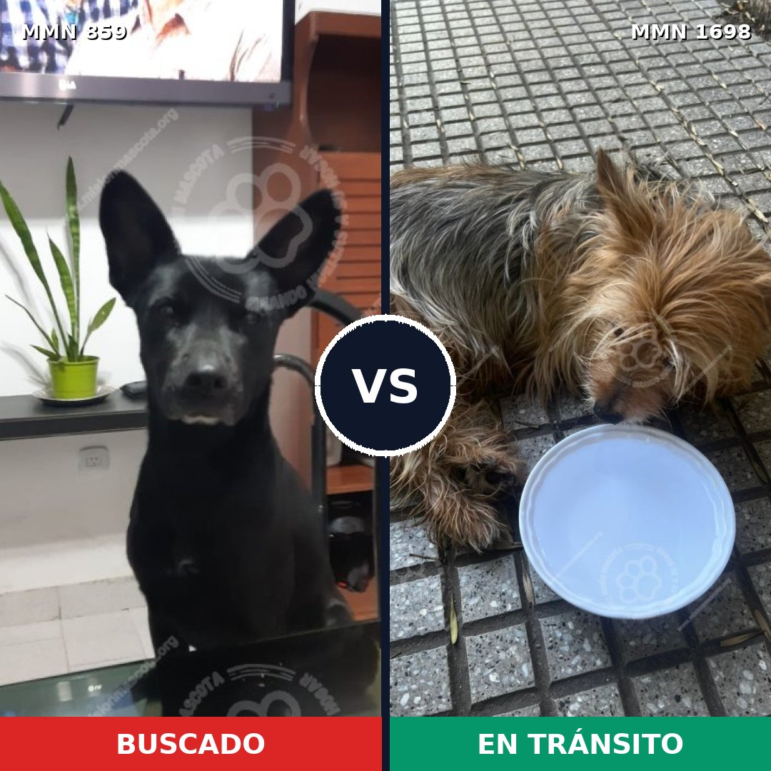 Comparativa MMS 37151: mascota perdida y mascota encontrada, 36% de similitud