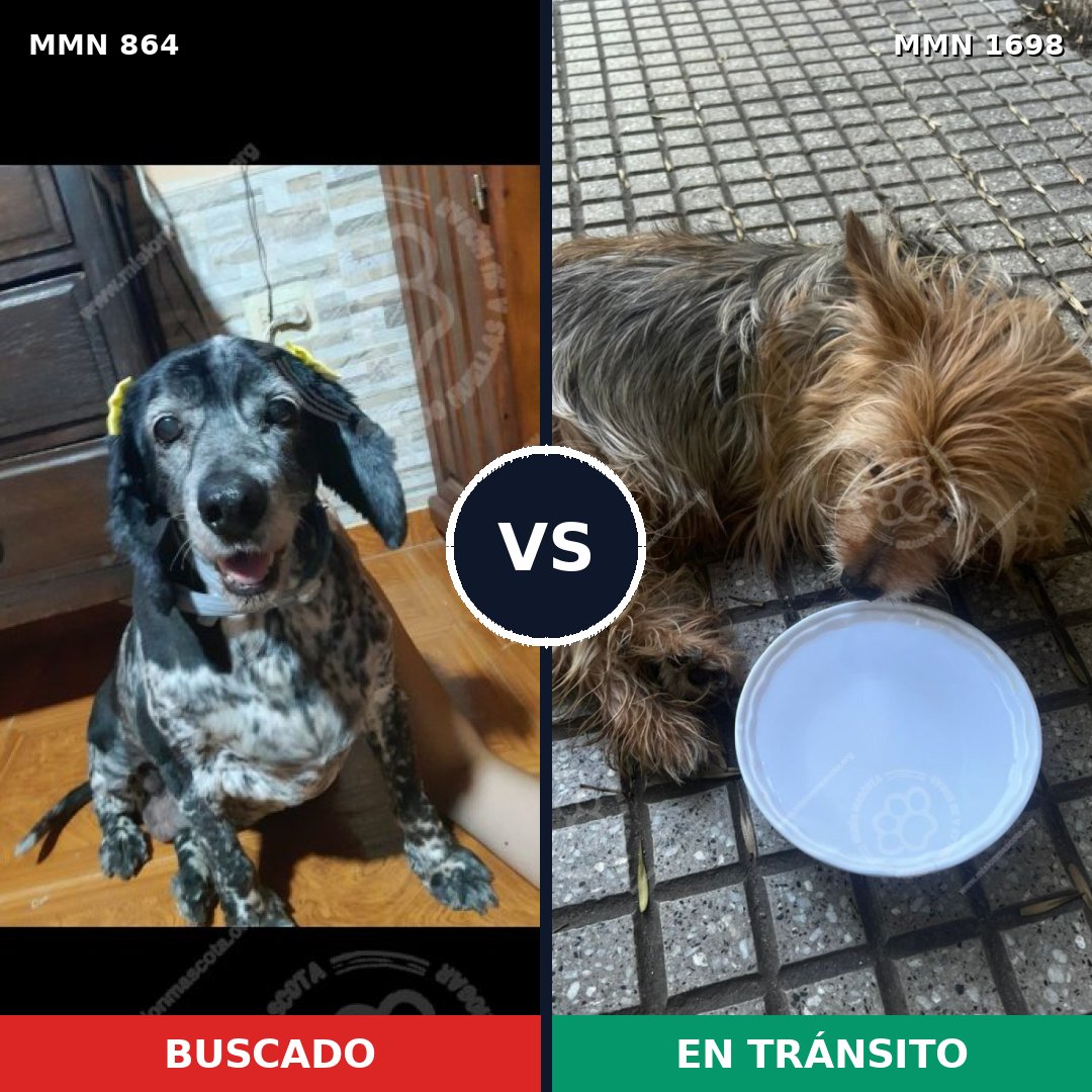 Comparativa MMS 37152: mascota perdida y mascota encontrada, 23% de similitud