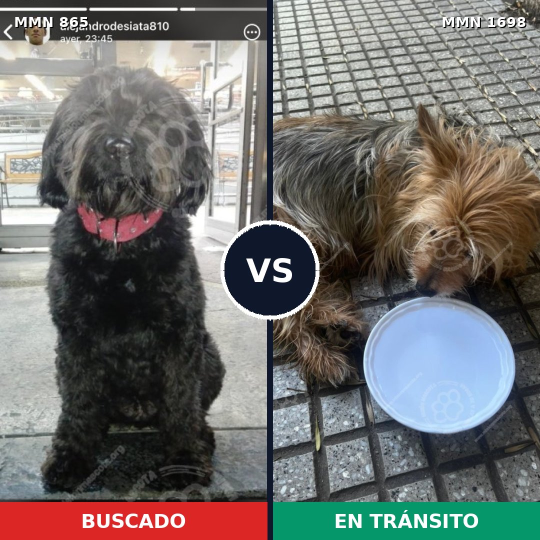 Comparativa MMS 37153: mascota perdida y mascota encontrada, 36% de similitud