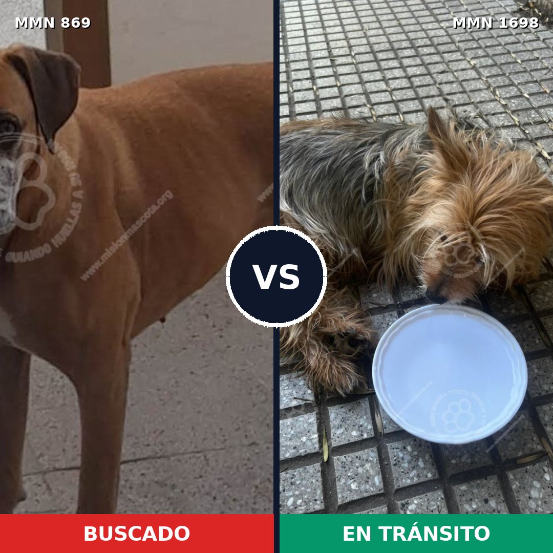 Comparativa MMS 37154: mascota perdida y mascota encontrada, 38% de similitud